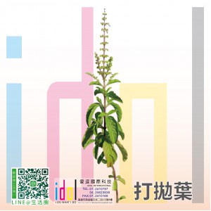 打拋葉1000g