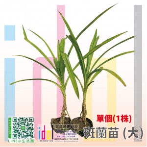 斑蘭苗(大)
