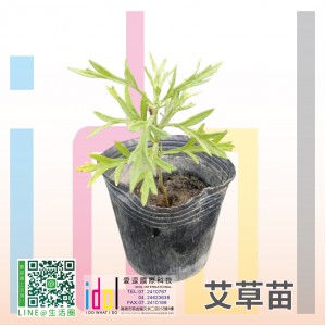 艾草苗
