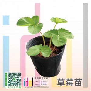 草莓苗